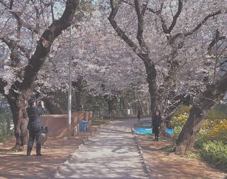 2012桜