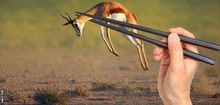 _85645967_springbok